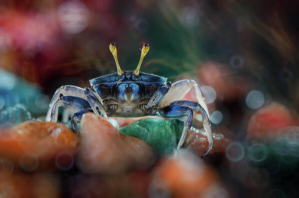 Crab Poster featuring the photograph Kapiting Kacui by Ahmad Baihaki