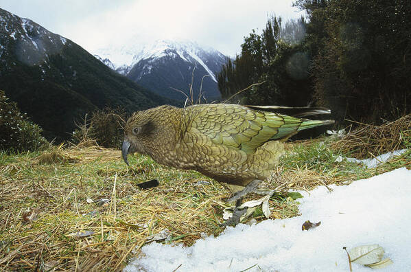 Feb0514 Poster featuring the photograph Kea Parrot Arthurs Pass National Park by Tui De Roy