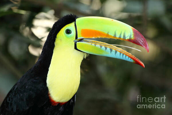 Toucan Poster featuring the photograph Keel billed toucan by James Brunker