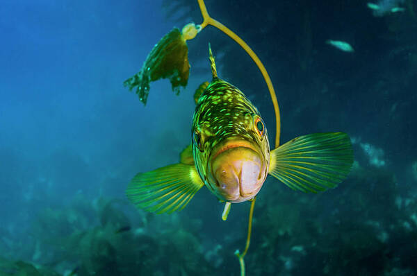 California Poster featuring the photograph Kelp Rockfish In California by Jennifor Idol