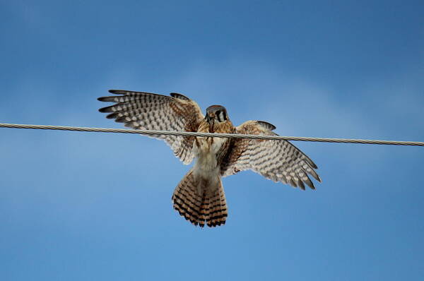 Kestrel Poster featuring the photograph Kestrel Landing by Trent Mallett