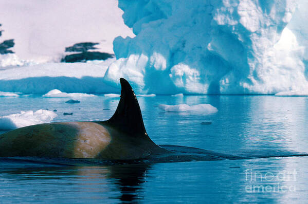 Killer Whale Poster featuring the photograph Killer Whale by Art Wolfe