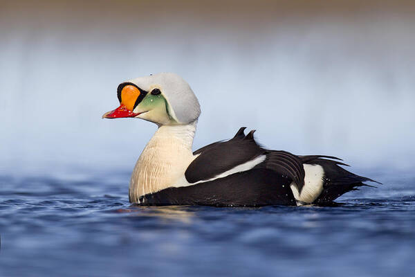 Bia Poster featuring the photograph King Eider Drake In Alaska by Matthew Studebaker