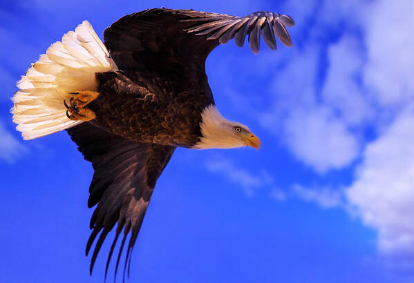 Bald Poster featuring the photograph King Of The Sky by Kadek Susanto