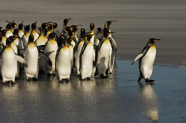 00439201 Poster featuring the photograph King Penguins at Volunteer Point by Pete Oxford
