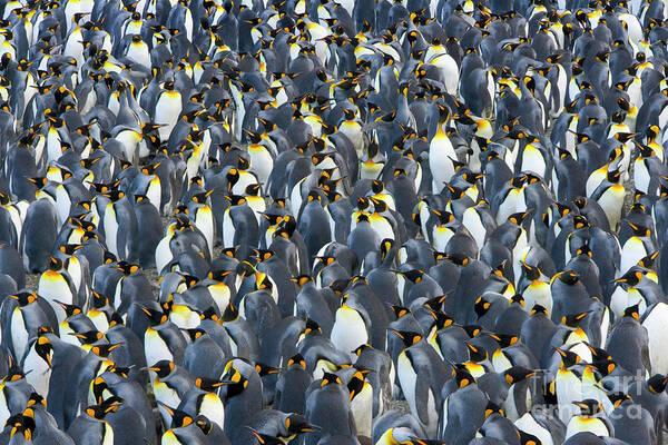 00345283 Poster featuring the photograph King Penguin Rookery South Georgia by Yva Momatiuk John Eastcott