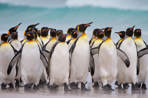 Falkland Islands Poster featuring the photograph King Penguins by David Beebe