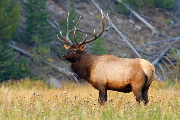 Elk Poster featuring the photograph King by Shari Sommerfeld