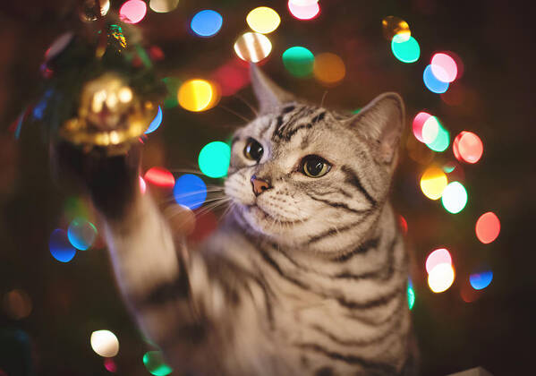 Cat Poster featuring the photograph Kitty In The Lights by April Reppucci