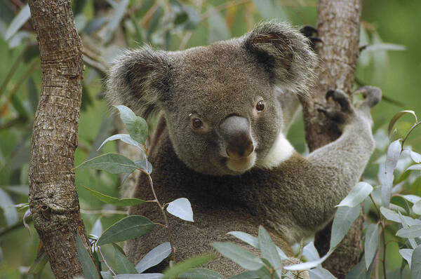 Feb0514 Poster featuring the photograph Koala Male In Eucalyptus Australia by Gerry Ellis