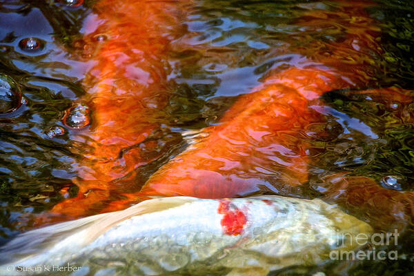 Pond Poster featuring the photograph Koi Crush by Susan Herber