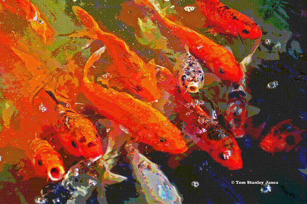 Koi Fish Poster featuring the photograph Koi Fish by Tom Janca