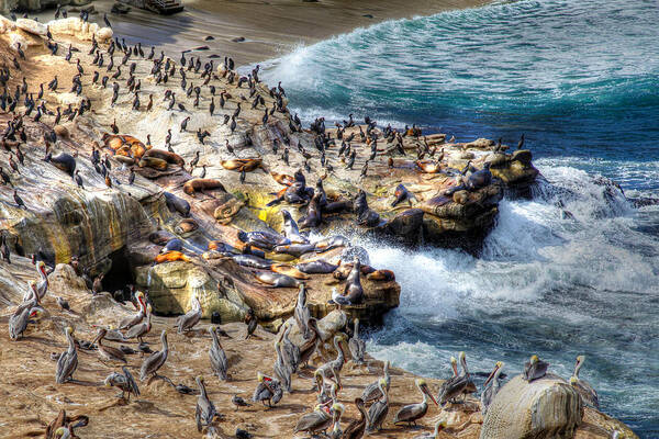 Photography Poster featuring the photograph La Jolla Cove Wildlife by Dusty Wynne