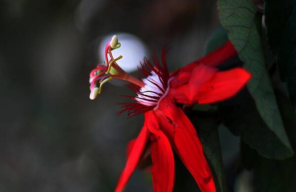 Lady Margaret Passionflower Poster featuring the photograph Lady Margaret - Passionflower by Ramabhadran Thirupattur