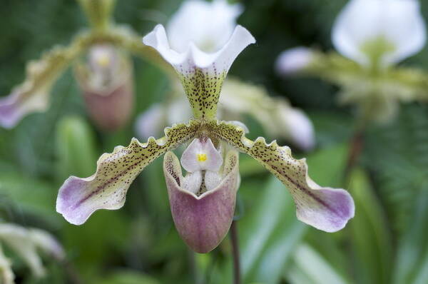 Lady Slipper Orchid Poster featuring the photograph Lady Slipper by Sue Morris