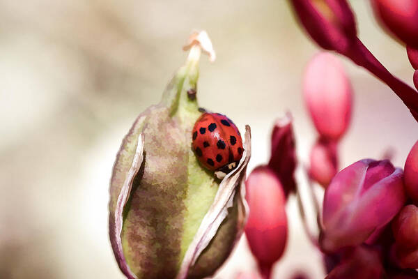 Flower Buds Poster featuring the digital art Ladybug by Photographic Art by Russel Ray Photos