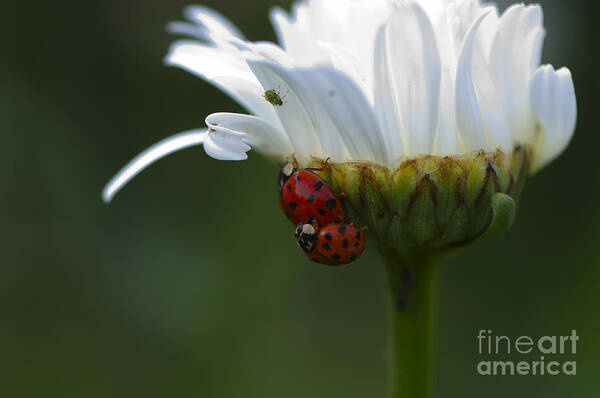 Ladybugs Poster featuring the photograph Ladybugs on Shasta Daisy by Sharon Talson