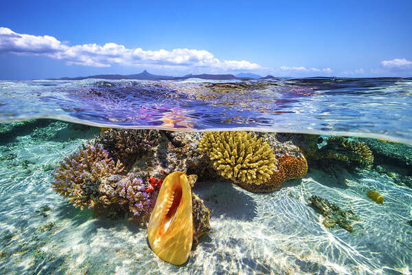 Lagoon Poster featuring the photograph Lagoon Life by Barathieu Gabriel