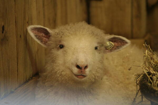 Lamp Poster featuring the photograph Lamb Chop by Valerie Collins