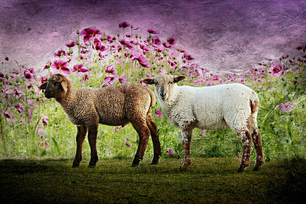 Lamb Poster featuring the mixed media Lambs by Heike Hultsch
