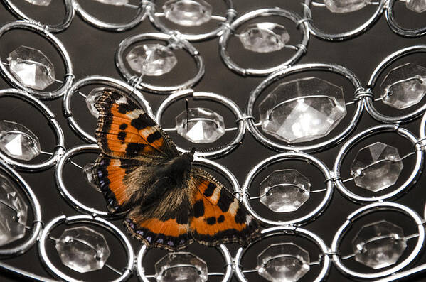 Short Tortoiseshell Butterfly Poster featuring the photograph Landed by Martina Fagan