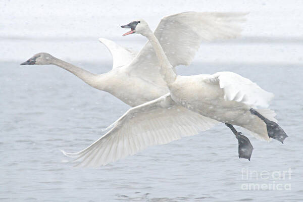 Photography Poster featuring the photograph Landing in the Snow by Larry Ricker