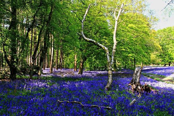 Abstract Poster featuring the photograph Landscape bluebell by Zuzana Tenhue