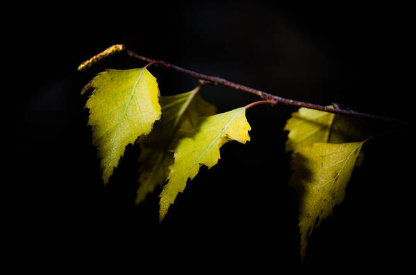 Autumn Poster featuring the photograph Last autumn gifts by Michael Goyberg