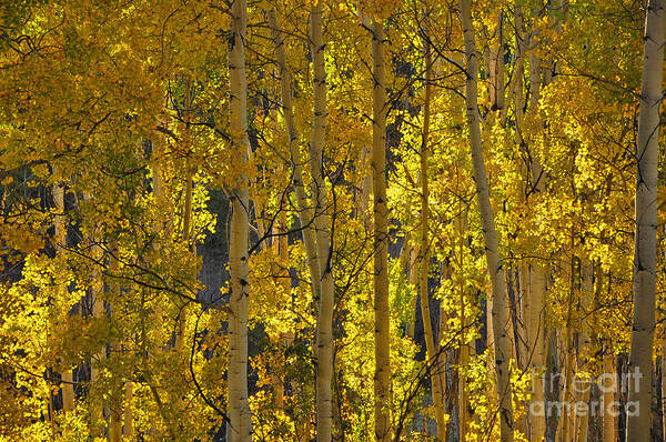 Aspens Poster featuring the photograph Last Dollar Aspens by Randy Rogers
