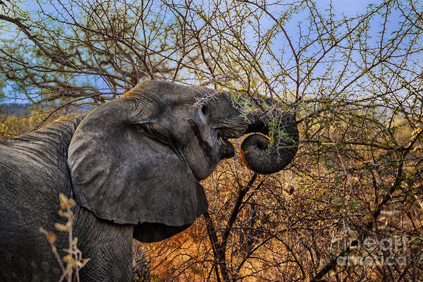 Kroger National Park South Africa Elephants Poster featuring the photograph Late Lunch by Rick Bragan