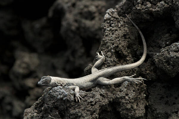 Galapagos Islands Poster featuring the photograph Lava Lounge Lizard by David Beebe
