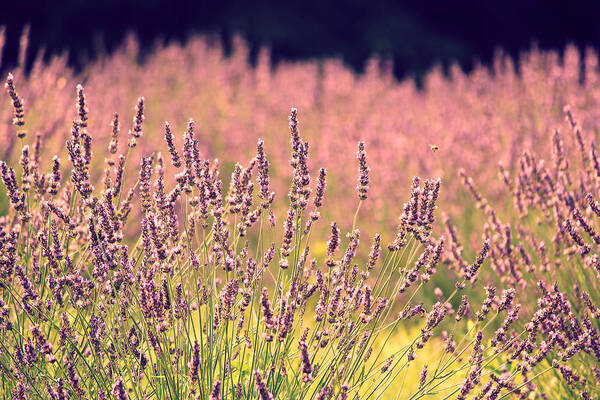 Lavender Poster featuring the photograph Lavender Dreams by Lynn Sprowl