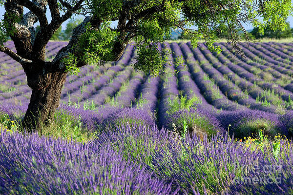 Lavender Poster featuring the photograph Lavender Field II - Lone Tree - Provence France by Brian Jannsen