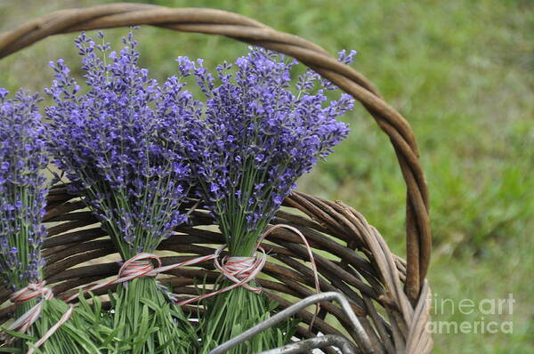 Lavender Poster featuring the photograph Lavender in a Basket by Cheryl McClure