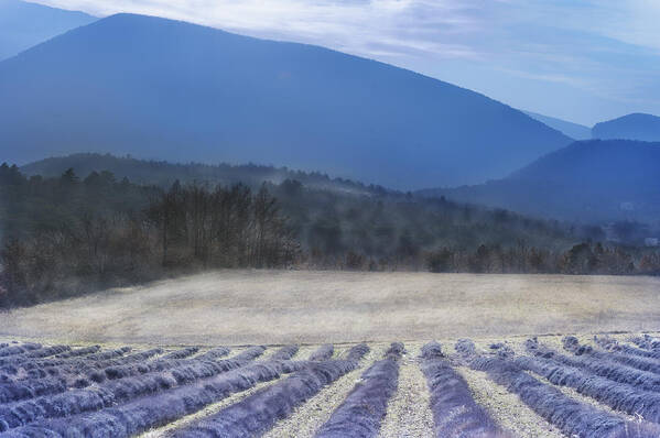 Lavender Poster featuring the photograph Lavender in Provence by Jean Gill