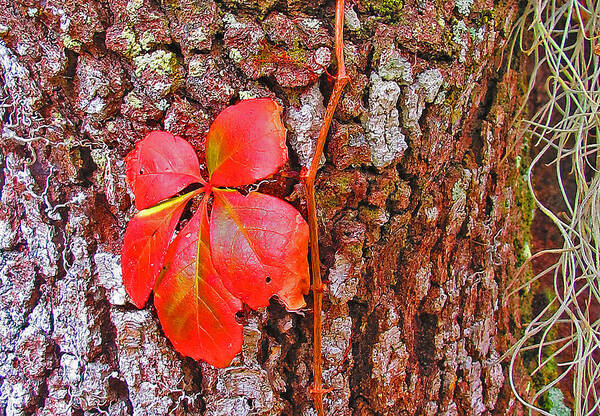 Leaf Poster featuring the photograph Leaf by Dart Humeston