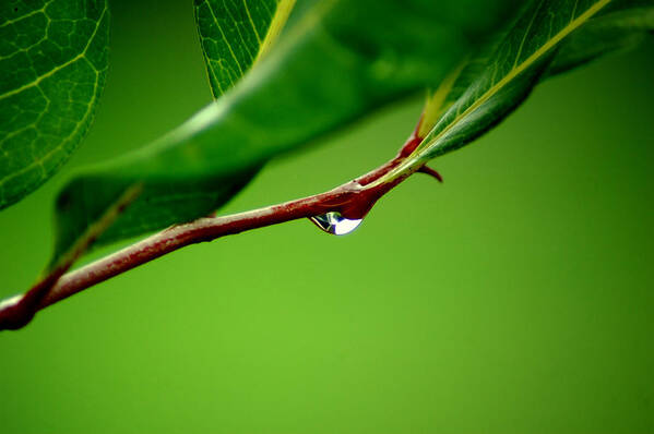 Water Poster featuring the photograph Leafdrop by David Weeks