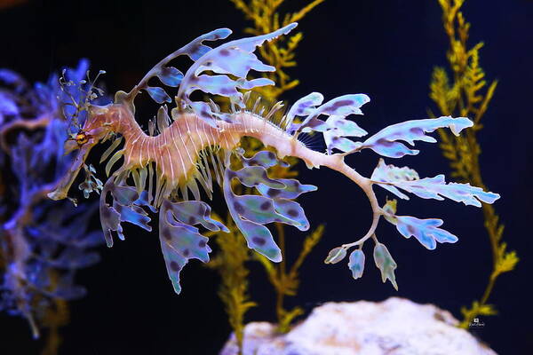 Leafy Poster featuring the photograph Leafy Sea Dragon - Seahorse by Russ Harris