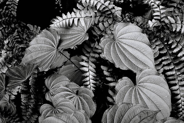Leaves And Fern Poster featuring the photograph Leaves and Fern by Michael Eingle