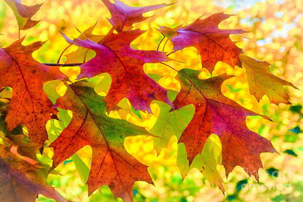 Leaves Poster featuring the photograph Leaves by Janis Knight