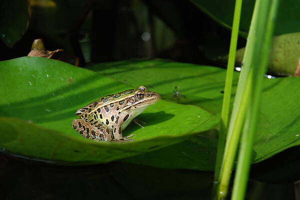 Frog; Leopard Frog; Northern Leopard Frog; Pond; Lilypad; Lithobates Pipiens; Rana Pipiens; Poster featuring the photograph Leopard And Lily by Janice Adomeit