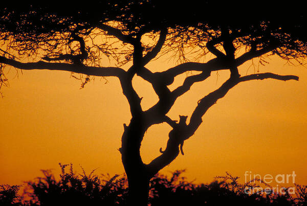 Mammal Poster featuring the photograph Leopard At Dawn by Gregory G. Dimijian