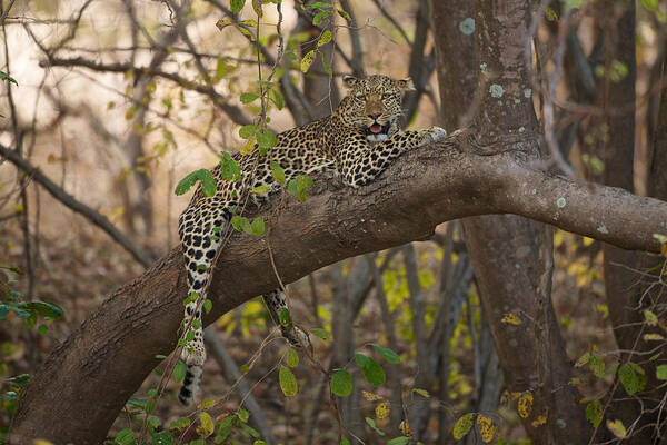 Animals Poster featuring the photograph Leopard in tree by Johan Elzenga