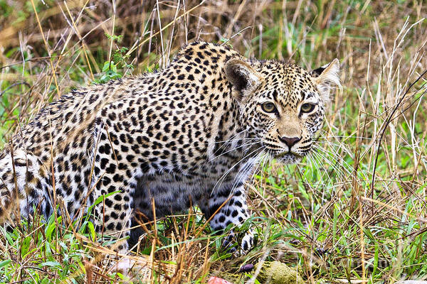 Leopard Poster featuring the photograph Leopard Stare by Jennifer Ludlum