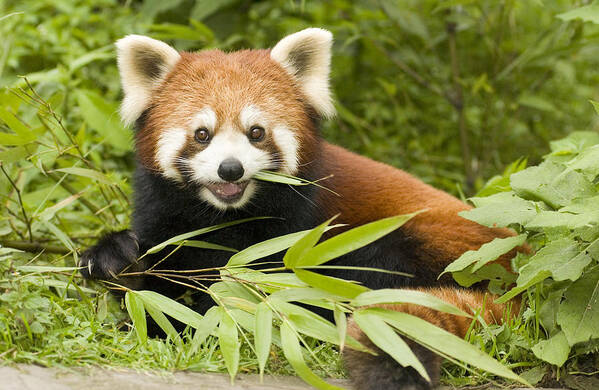 Feb0514 Poster featuring the photograph Lesser Panda Eating Bamboo Wolong China by Katherine Feng