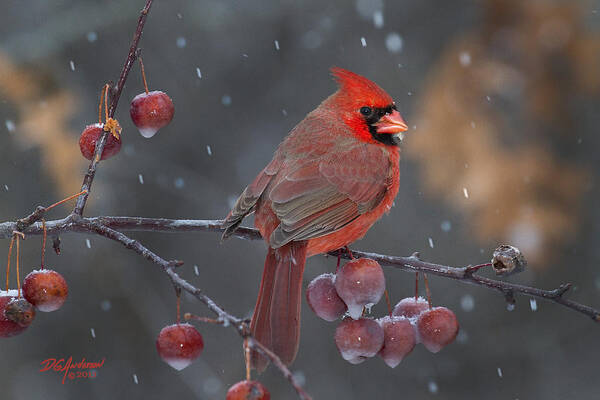 Cardinal Poster featuring the photograph Let it Snow by Don Anderson