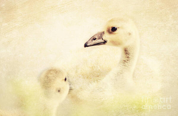 Goslings Poster featuring the photograph Let's Go For a Swim by Pam Holdsworth
