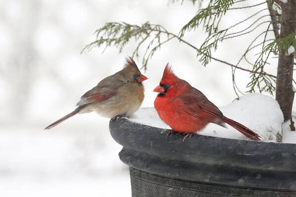 Cardinals Poster featuring the photograph Lets Make Up And Cuddle by Robert Camp