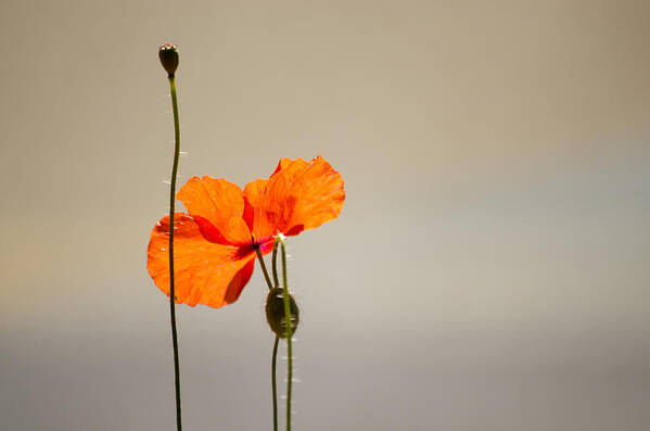 Poppy Poster featuring the photograph Life by Spikey Mouse Photography