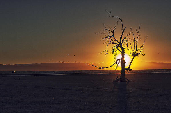 Salton Sea Poster featuring the photograph Life on Mars by Mike Trueblood